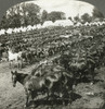 Wwi: English Cavalry, C1916. /N'English Cavalry Horses Ready For The Front.' Stereograph, C1916. Poster Print by Granger Collection - Item # VARGRC0326088