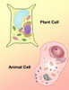 Plant Cell and Animal Cell Poster Print by Spencer Sutton/Science Source - Item # VARSCIBZ8031
