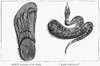 India: Snake, 1887. /Na Viper (Echis Carinatus), Next To A Sandal For Scale, In India. Wood Engraving, English, 1887. Poster Print by Granger Collection - Item # VARGRC0371099