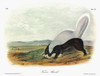 Audubon: Skunk. /Ntexan, Or American Hog-Nosed, Skunk (Conepatus Leuconotus). Lithograph, C1851, After A Painting By John James Audubon For His 'Viviparous Quadrupeds Of North America.' Poster Print by Granger Collection - Item # VARGRC0352907