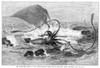 Squid Washed Ashore, 1877. /Na Giant Squid Washed Ashore On The Newfoundland Coast In 1877. Wood Engraving From A Contemporary American Newspaper. Poster Print by Granger Collection - Item # VARGRC0070474