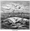 Whale Carcass Adrift, 1874. /Nthe Carcass Of A Dead Whale, Stripped Of All Its Blubber, Is Set Adrift. Wood Engraving, American, 1874. Poster Print by Granger Collection - Item # VARGRC0078746