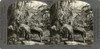 Costa Rica: Bananas, C1915. /N'Harvesting Bananas, Costa Rica, Central America.' Stereograph, C1915. Poster Print by Granger Collection - Item # VARGRC0324775