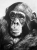 Chimpanzee. Poster Print by Granger Collection - Item # VARGRC0033374