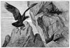 Golden Eagle. /Nwood Engraving, 19Th Century. Poster Print by Granger Collection - Item # VARGRC0077146