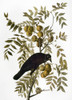 Audubon: Crow. /Namerican Crow (Corvus Brachyrhynchos, Formerly Corvus Americanus), From John James Audubon'S 'The Birds Of America,' 1827-1838. Poster Print by Granger Collection - Item # VARGRC0060771