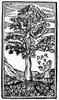 Education: Speller, 1710. /Nwoodcut Frontispiece From An American Speller Of 1710 Showing The Diligent Student Catching Fruits Of Knowledge, Picked For Him By His Teacher. Poster Print by Granger Collection - Item # VARGRC0116785