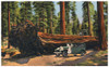 Sequoia National Park. /Nthe Auto Log, Sequoia National Park, California. From An American Chromolithograph Postcard, C1930. Poster Print by Granger Collection - Item # VARGRC0096917