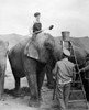 Circus: Elephants. /Nstill From The American Motion Picture 'The Circus Clown,' 1934. Poster Print by Granger Collection - Item # VARGRC0091788