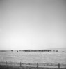 Texas: Cattle Ranch, 1943. /Ncattle Ranch In Codman, Texas. Photograph By Jack Delano, March 1943. Poster Print by Granger Collection - Item # VARGRC0370536