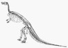 Dinosaur: Camptosaurus. /Nskeleton Of The Jurassic Ornithischian Dinosaur 'Camptosaurus.' Poster Print by Granger Collection - Item # VARGRC0016361