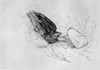 Blackburn: Birds, 1895. /N'Starling.' Illustration By Jemima Blackburn, 1895. Poster Print by Granger Collection - Item # VARGRC0525981