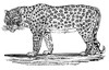 Leopard. /Nwood Engraving, Early 19Th Century. Poster Print by Granger Collection - Item # VARGRC0033572