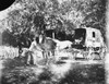 Johnston: Horse Wagon. /Nputting A Horse Into The Shafting Of A Covered Wagon In Virginia. Photographed By Frances Benjamin Johnston, C1890. Poster Print by Granger Collection - Item # VARGRC0099073
