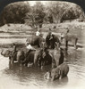 Ceylon: Elephants, 1907. /N'Elephant Keeps Driving A Herd Of Huge Beasts Into A River To Drink, Kandy, Ceylon.' Stereograph, C1907. Poster Print by Granger Collection - Item # VARGRC0324969
