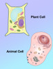 Plant Cell and Animal Cell Poster Print by Spencer Sutton/Science Source - Item # VARSCIBZ8032
