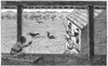 India: Snake And Crow, 1887. /Ncombat Between A Cobra And A Crow, In India. Wood Engraving, English, 1887. Poster Print by Granger Collection - Item # VARGRC0371096