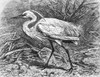 Lesser Egret. Poster Print by Granger Collection - Item # VARGRC0082402