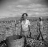 Puerto Rico: Plantation. /Nworkers Taking A Break On A Sugar Plantation Near Ponce, Puerto Rico. Photograph By Edwin Rosskam, 1938. Poster Print by Granger Collection - Item # VARGRC0266079