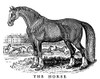 Horse. /Nwood Engraving By Thomas Bewick From His 'General History Of Quadrupeds,' London, 1790. Poster Print by Granger Collection - Item # VARGRC0035107