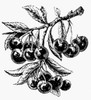 Botany: Cherries. /Nline Engraving. Poster Print by Granger Collection - Item # VARGRC0030191