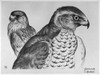 Blackburn: Birds, 1895. /N'Goshawk And Kestrel.' Illustration By Jemima Blackburn, 1895. Poster Print by Granger Collection - Item # VARGRC0525915