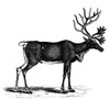 Reindeer/Caribou. /Neurasian Reindeer/North American Caribou. Wood Engraving, 19Th Century. Poster Print by Granger Collection - Item # VARGRC0034296