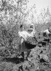 Palestine: Almond Gatherer. /Ngirl With A Basket Of Almonds At The Zionist Settlement Of Richon Leziyyon, Palestine. Photograph, C1925. Poster Print by Granger Collection - Item # VARGRC0131014