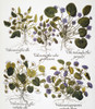 Violets, 1613. /N5 Forms Of Sweet Violet (Viola Adorata): Engraving For Basilius Besler'S "Florilegium," Published In Nuremberg In 1613. Poster Print by Granger Collection - Item # VARGRC0047458