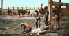 Colorado: Branding Calves. /Ncowboys Branding A Calf On A Ranch In Colorado. Photochrome, 1898-1905. Poster Print by Granger Collection - Item # VARGRC0107483