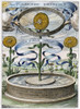 Flower Clock, 1643. /N'Horoscopium Botanicum' Showing Sunflowers Used To Tell The Time Of Day. Color Engraving From Athanasius Kircher'S 'De Arte Magnetica', Published In 1643. Poster Print by Granger Collection - Item # VARGRC0007396