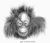 Orangutang. /Nwood Engraving, 19Th Century. Poster Print by Granger Collection - Item # VARGRC0101809