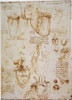 Leonardo: Anatomy, C1512. /Npen And Ink Studies By Leonardo Da Vinci, C1512, Of An Ox Heart. Poster Print by Granger Collection - Item # VARGRC0045650