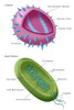 Virus and Bacteria Diagram Poster Print by Monica Schroeder/Science Source