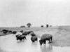Yellowstone: Bison, C1905. /Na Herd Of Bison At A Lake In Yellowstone National Park, Wyoming. Photograph, C1905. Poster Print by Granger Collection - Item # VARGRC0129933