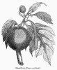 Botany: Breadfruit Tree. /Nflower And Leaf Of The Breadfruit Tree. Wood Engraving, 19Th Century. Poster Print by Granger Collection - Item # VARGRC0091026 Botany: Breadfruit Tree. /Nflower And Leaf Of The Breadfruit Tree. Wood Engraving, 19Th Century. Poster Print by Granger Collection - Item # VARGRC0091026