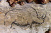 Cave Art: Rhinoceros. /Nrhinoceros Painted In Black Outline. Right Detail From A Frieze In The Rouffignac Cave, Dordogne, France, C11,000 B.C. Poster Print by Granger Collection - Item # VARGRC0167862 Cave Art: Rhinoceros. /Nrhinoceros Painted In Black Outline. Right Detail From A Frieze In The Rouffignac Cave, Dordogne, France, C11,000 B.C. Poster Print by Granger Collection - Item # VARGRC0167862