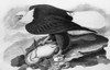 Audubon: Bald Eagle. /Nwhite-Headed, Or Bald, Eagle (Haliaeetus Leucocephalus). Watercolor Painting, 1828, By John James Audubon For His 'Birds Of America.' Poster Print by Granger Collection - Item # VARGRC0058106