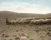 Shepherd And Flock, C1919. /Na Shepherd Leading His Flock, Near Jerusalem. Hand-Colored Photograph, C1919. Poster Print by Granger Collection - Item # VARGRC0130804 Shepherd And Flock, C1919. /Na Shepherd Leading His Flock, Near Jerusalem. Hand-Colored Photograph, C1919. Poster Print by Granger Collection - Item # VARGRC0130804