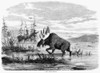 Canada: Moose, 1858. /Na Bull Moose Eating, In Canada. Wood Engraving, English, 1858. Poster Print by Granger Collection - Item # VARGRC0264906