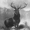 Landseer: Stag, 1851. /Nmonarch Of The Glen. After The Painting By Edwin Landseer, 1851. Poster Print by Granger Collection - Item # VARGRC0371270