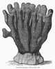 Coral. /Nporites Coral From Fiji. Line Engraving, 19Th Century. Poster Print by Granger Collection - Item # VARGRC0101917 Coral. /Nporites Coral From Fiji. Line Engraving, 19Th Century. Poster Print by Granger Collection - Item # VARGRC0101917