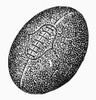 Football, C1900. /Nline Engraving, C1900. Poster Print by Granger Collection - Item # VARGRC0040335