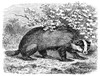 Badger. /Ncommon European Badger (Meles Meles). Wood Engraving, English, 19Th Century. Poster Print by Granger Collection - Item # VARGRC0081996