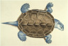 Diamond-Back Terrapin, 1585. /Nmalaclemys Terrapin: Watercolor, C1585, By John White. Poster Print by Granger Collection - Item # VARGRC0011538