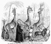 Zoological Gardens, 1843. /Nthe Giraffes, And Their Nubian Attendants, At The Surrey Zoological Gardens. Wood Engraving, 1843. Poster Print by Granger Collection - Item # VARGRC0101082