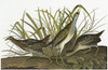 Audubon: Sora. /Nsora, Or Carolina Rail (Porzana Carolina). Engraving After John James Audubon For His 'Birds Of America,' 1827-38. Poster Print by Granger Collection - Item # VARGRC0326223 Audubon: Sora. /Nsora, Or Carolina Rail (Porzana Carolina). Engraving After John James Audubon For His 'Birds Of America,' 1827-38. Poster Print by Granger Collection - Item # VARGRC0326223