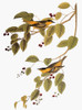 Audubon: Warbler. /Ncarbonated Warbler (Dendroica Carbonata), From John James Audubon'S 'The Birds Of America,' 1827-1838. Poster Print by Granger Collection - Item # VARGRC0007632