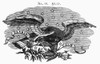 Symbols: Eagle. /Nwood Engraving, 19Th Century. Poster Print by Granger Collection - Item # VARGRC0092493