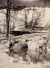 Yellowstone Park: Hot Spring. /Nangel Terrace In Mammoth Hot Springs On Gardiner'S River, Yellowstone National Park, Wyoming. Stereograph, C1890-1900. Poster Print by Granger Collection - Item # VARGRC0129981